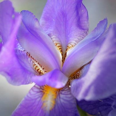 Purple Iris 60868