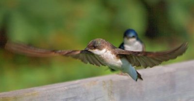 Tree Swallow In Flight 61205