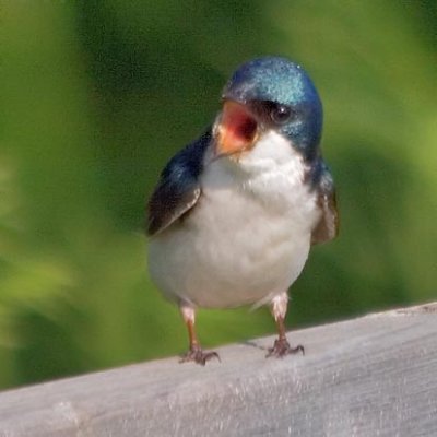 Tree Swallow 61185