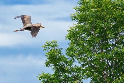 Heron In Flight 61316