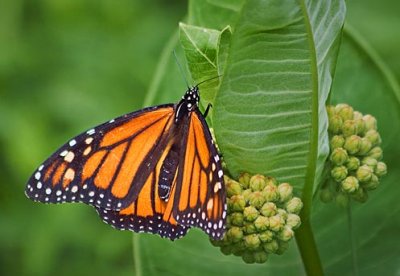 Monarch Butterfly 61499