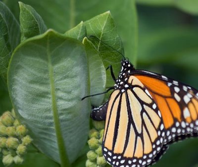 Monarch Butterfly 61489