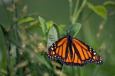 Monarch Butterfly 61483