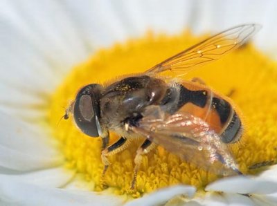 Bee Mimic On A Daisy 20070620