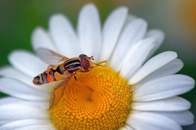 Bee Fly On A Daisy 61781