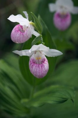 Showy Lady's Slipper Orchids 62083
