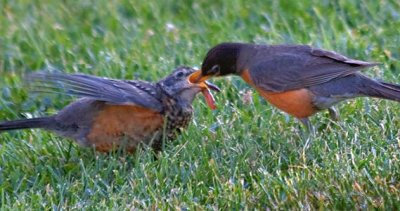 Still Feeding Its Young 62207