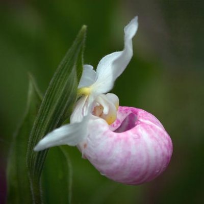 Showy Ladys Slipper Orchid 62110