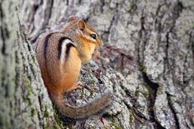 Chipmunk In A Tree Notch 62354