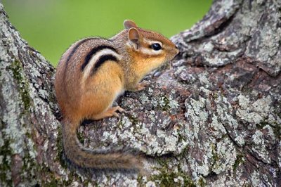 Chipmunk In A Tree Notch 62359