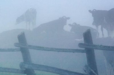 Cows In A Fog 62367