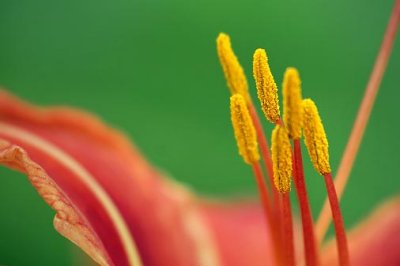 Day Lily Closeup 20070706