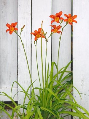 Day Lilies & Fence 20070707