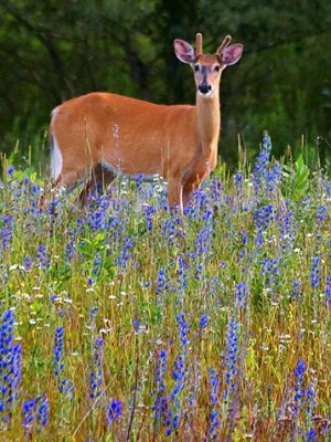 Deer Amid Wildflowers 62551