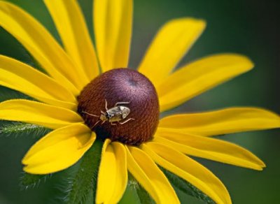 Bug On A Black Eyed Susan 62628