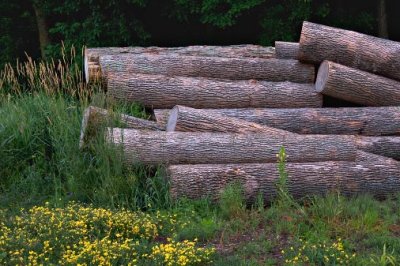 Log Pile 63046