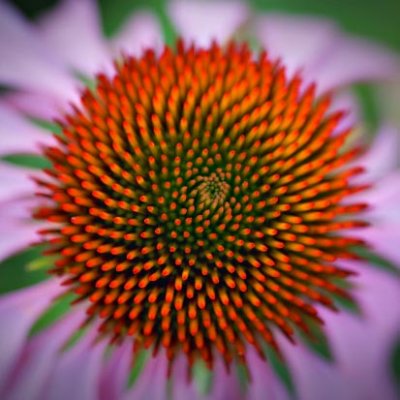 Coneflower Center 20070716