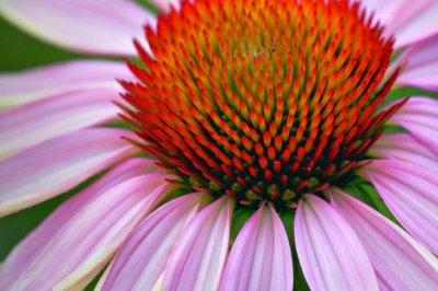 Coneflower Closeup 63263