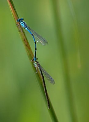 Damselflies In Tandem 63272