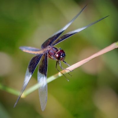 Dragonfly 63481