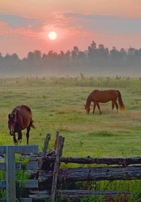 Two Horses At Sunrise 63834