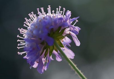 Backlit Purple Flower 63938