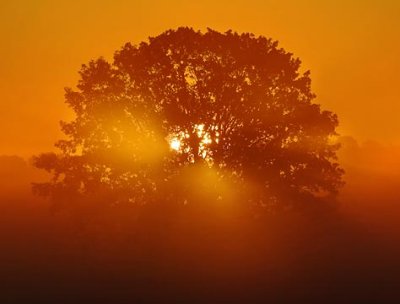Tree In Misty Sunrise 64114