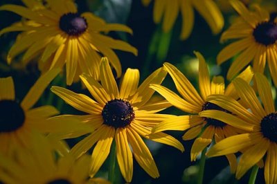 Sun-Dappled Black-Eyed Susans 20070805