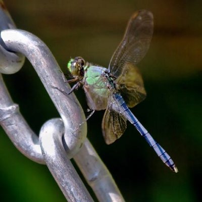 Dragonfly On A Chain 64208
