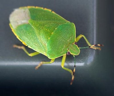 Green Stink Bug 64972