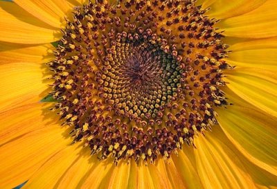 Sunflower 65057