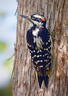 Hairy Woodpecker 65760