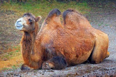 Bactrian Camel 65930