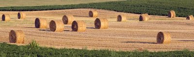 Field of Bales Pano 64772
