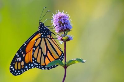 Monarch Butterfly 20070906