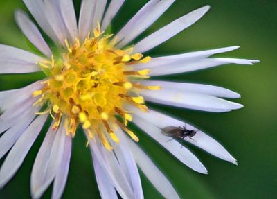 Tiny Bug On A Small Flower 66569