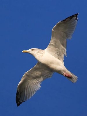 Gull In Flight 66744