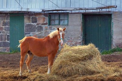 Horse & Hay 67944