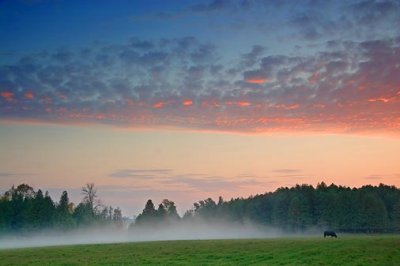 Bull & Evening Mist 68647