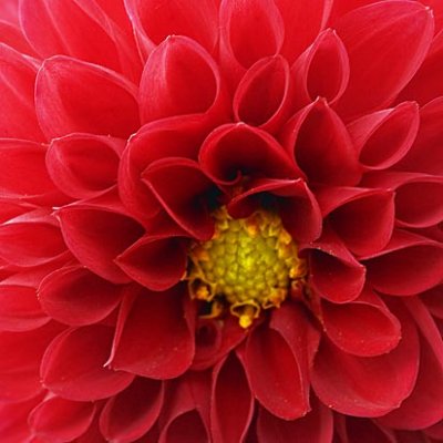 Red Flower 68565