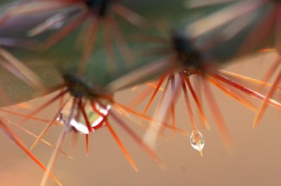 Cactus Raindrops 76585