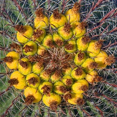 Barrel Cactus Crown 20071213