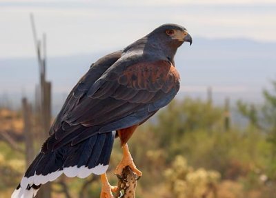 Harris's Hawk 75217