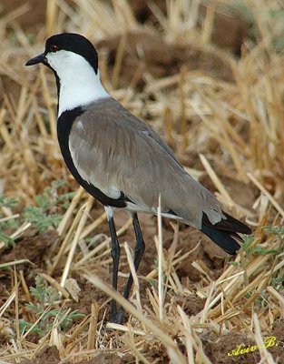 00227 - Spur-winged Lapwing / BGN airport - Israel