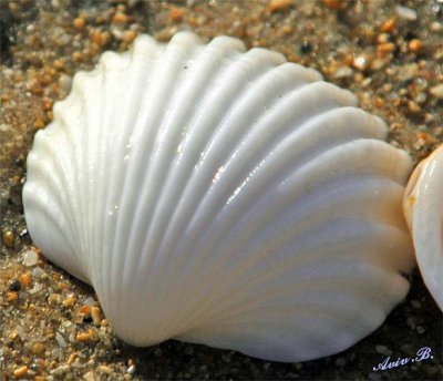 00564 - Shell / Tel-Aviv - Israel