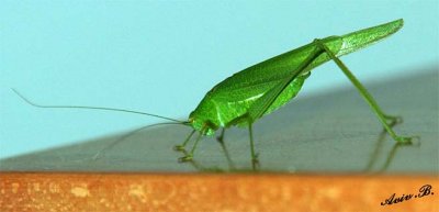 01086 - Grasshopper (from my kitchen :-) / Israel