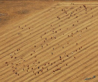 01249 - Cows (from flight) / Ramat-hagoln - Israel