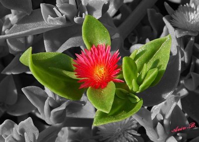 01432 - Flower / Jaffa - Israel