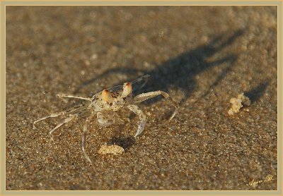 02093 - Tiny crab / Bet-Yanay beach - Israel