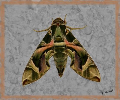 02331 - Moth (a giant one...) / Israel